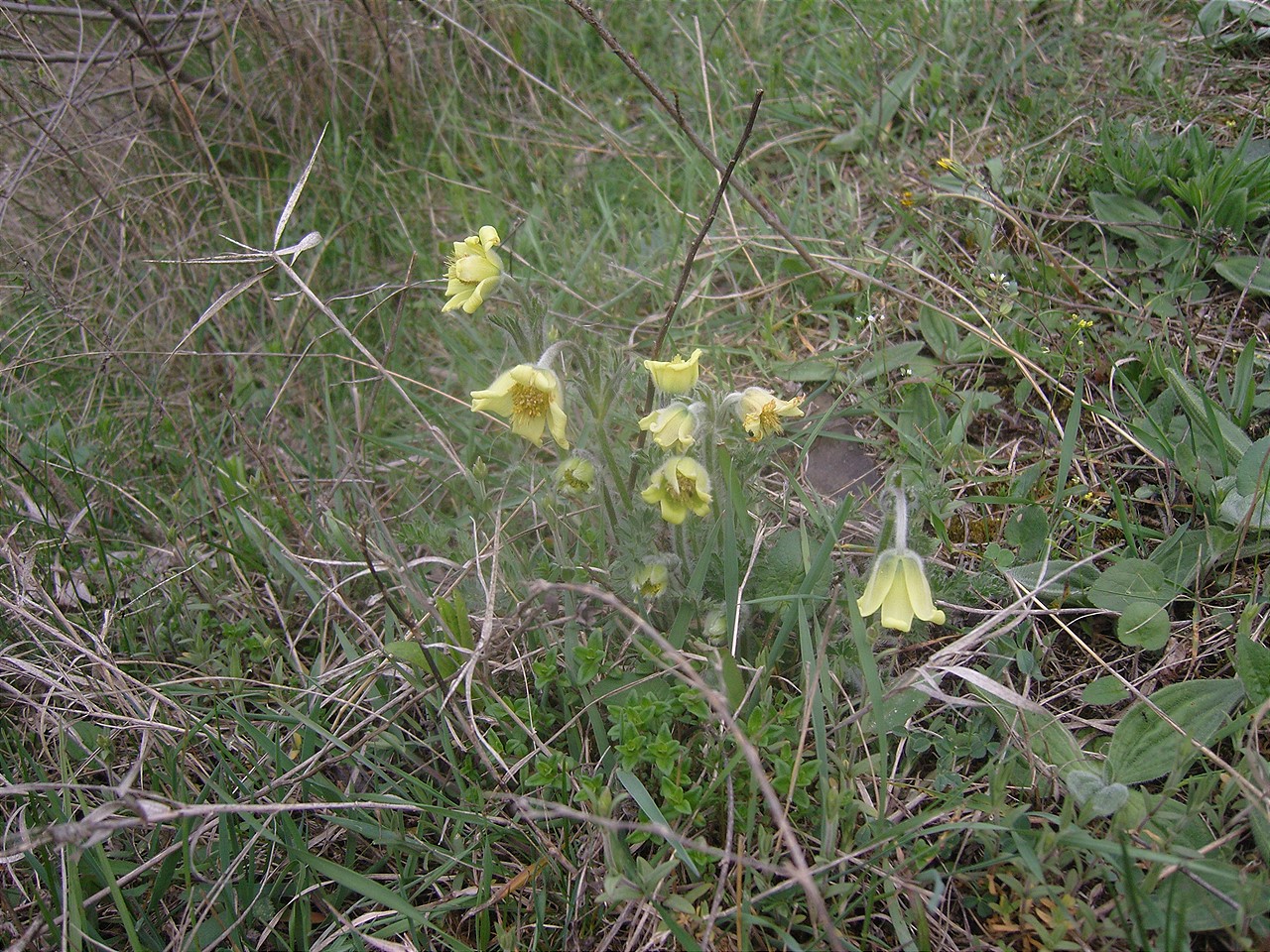 Изображение особи Pulsatilla albana.