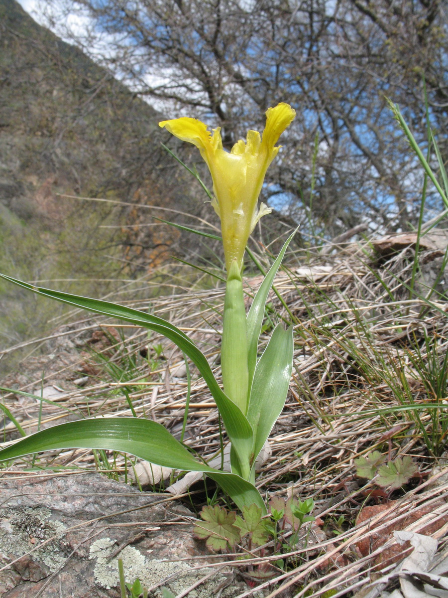 Image of Juno orchioides specimen.