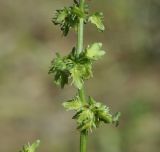 Rumex pulcher