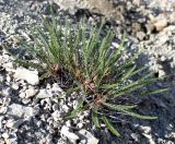 Astragalus curvipes