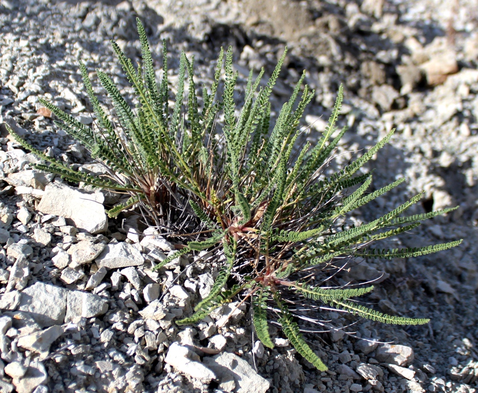 Изображение особи Astragalus curvipes.
