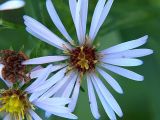 Symphyotrichum novi-belgii. Соцветие. Санкт-Петербург. 16.09.2009.