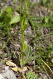 Draba nemorosa