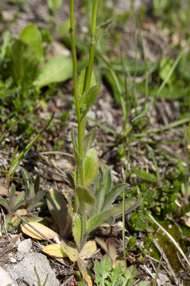 Image of Draba nemorosa specimen.