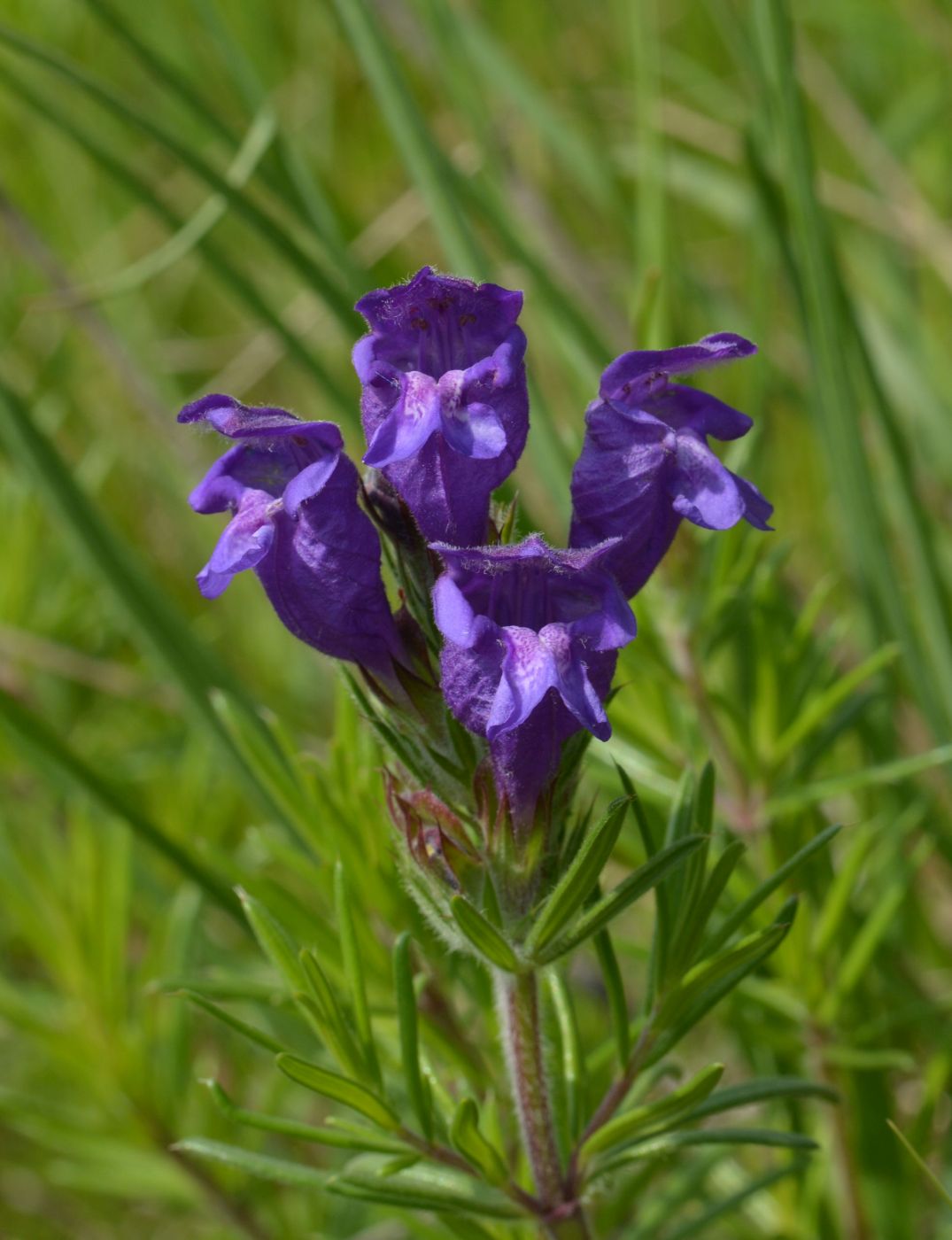 Изображение особи Dracocephalum austriacum.