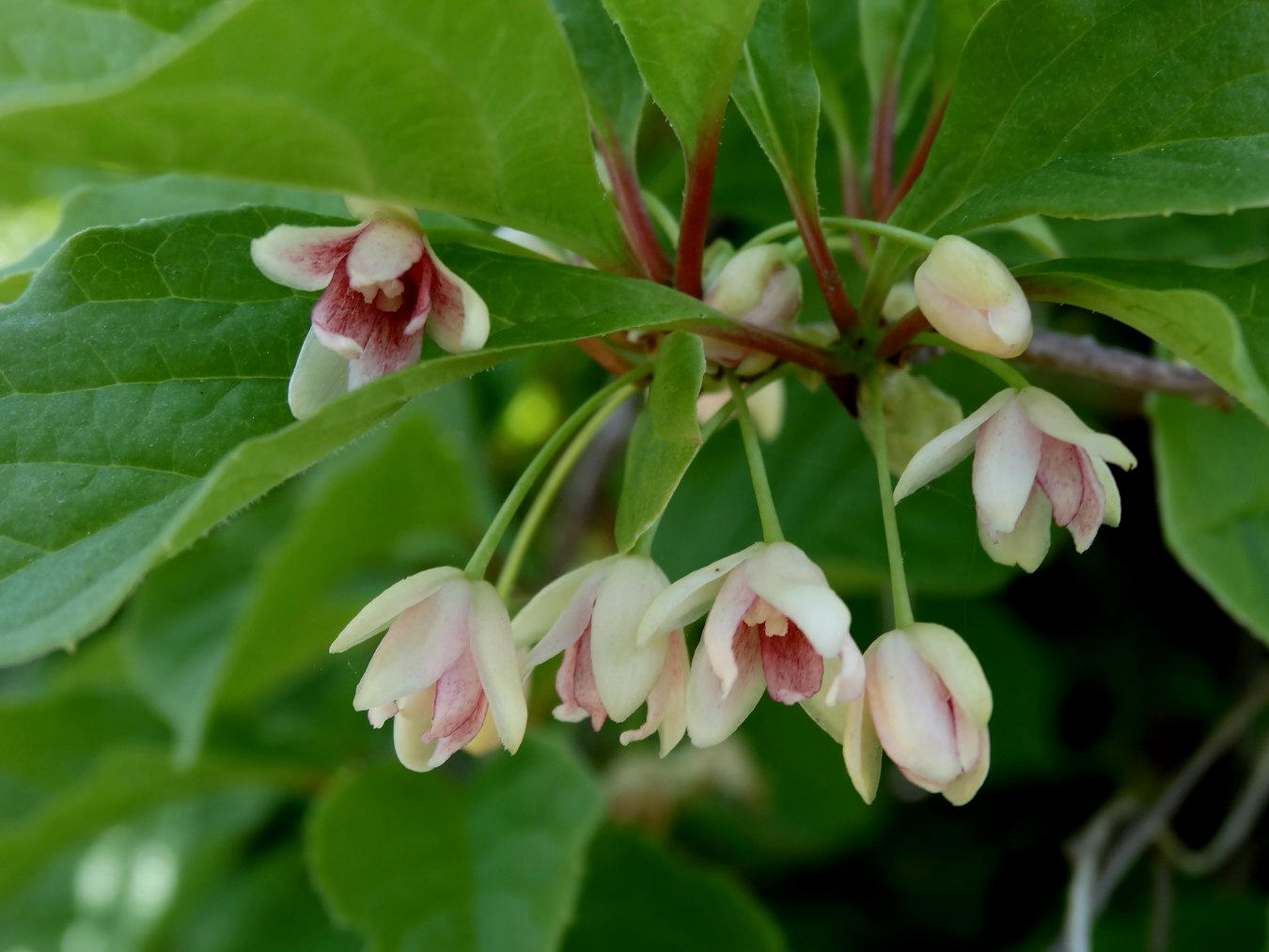 Image of Schisandra chinensis specimen.