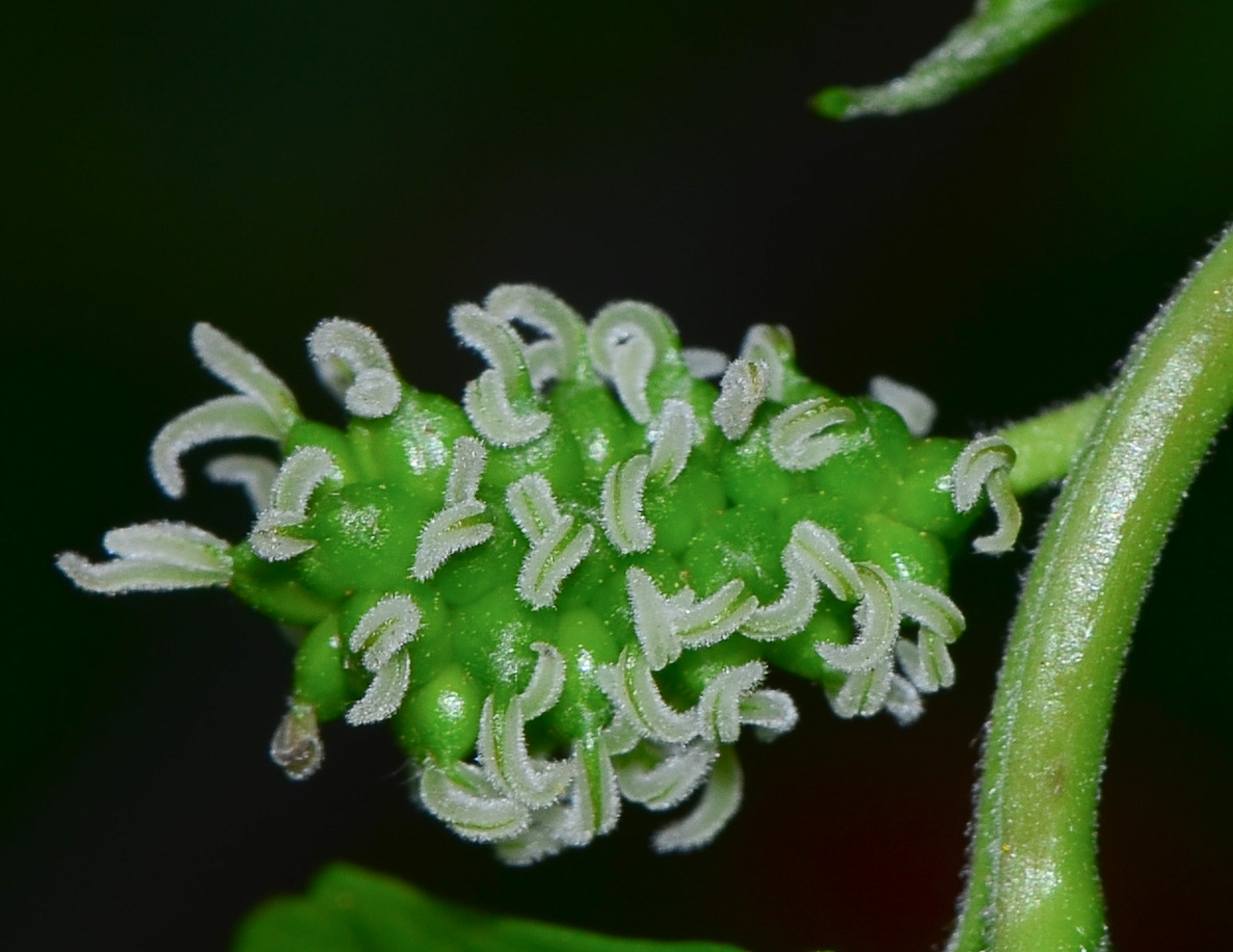 Image of Morus alba specimen.