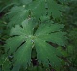 Aconitum septentrionale