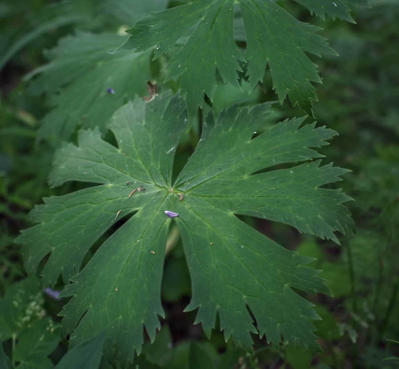 Изображение особи Aconitum septentrionale.