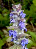 Ajuga genevensis
