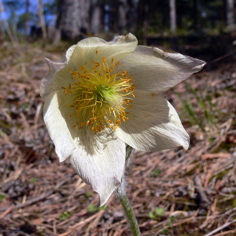 Image of Pulsatilla uralensis specimen.