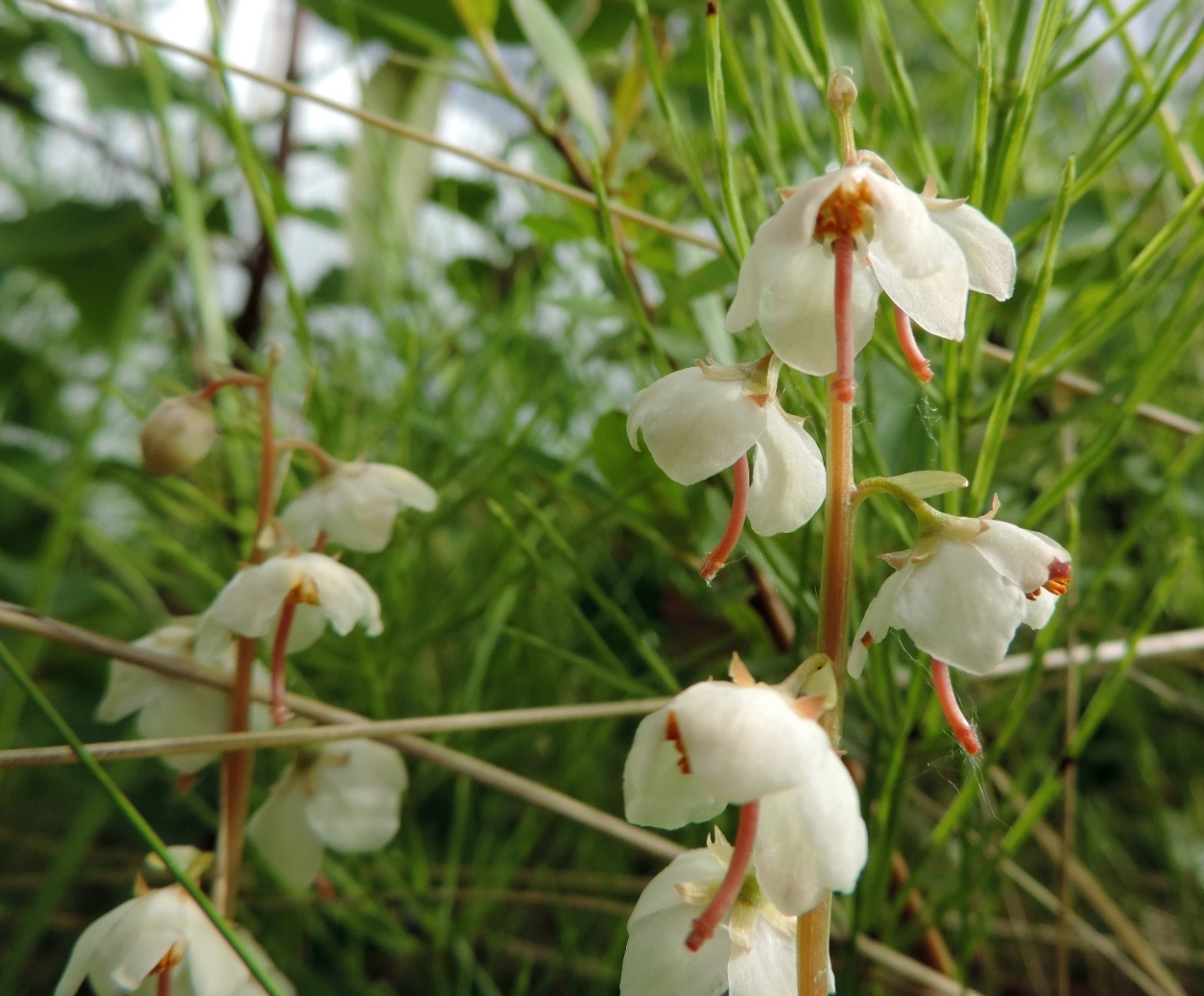 Image of Pyrola rotundifolia specimen.