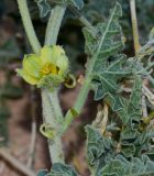 Citrullus colocynthis