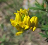 род Medicago