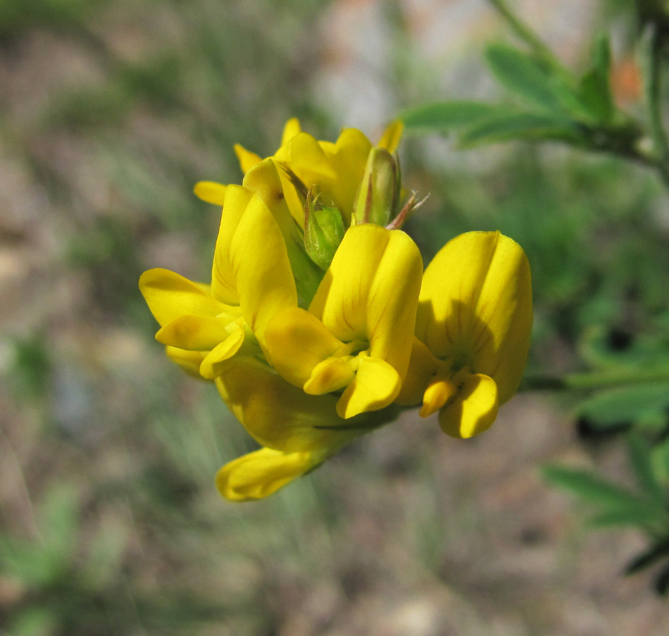 Изображение особи род Medicago.