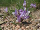 Astragalus skorniakowii