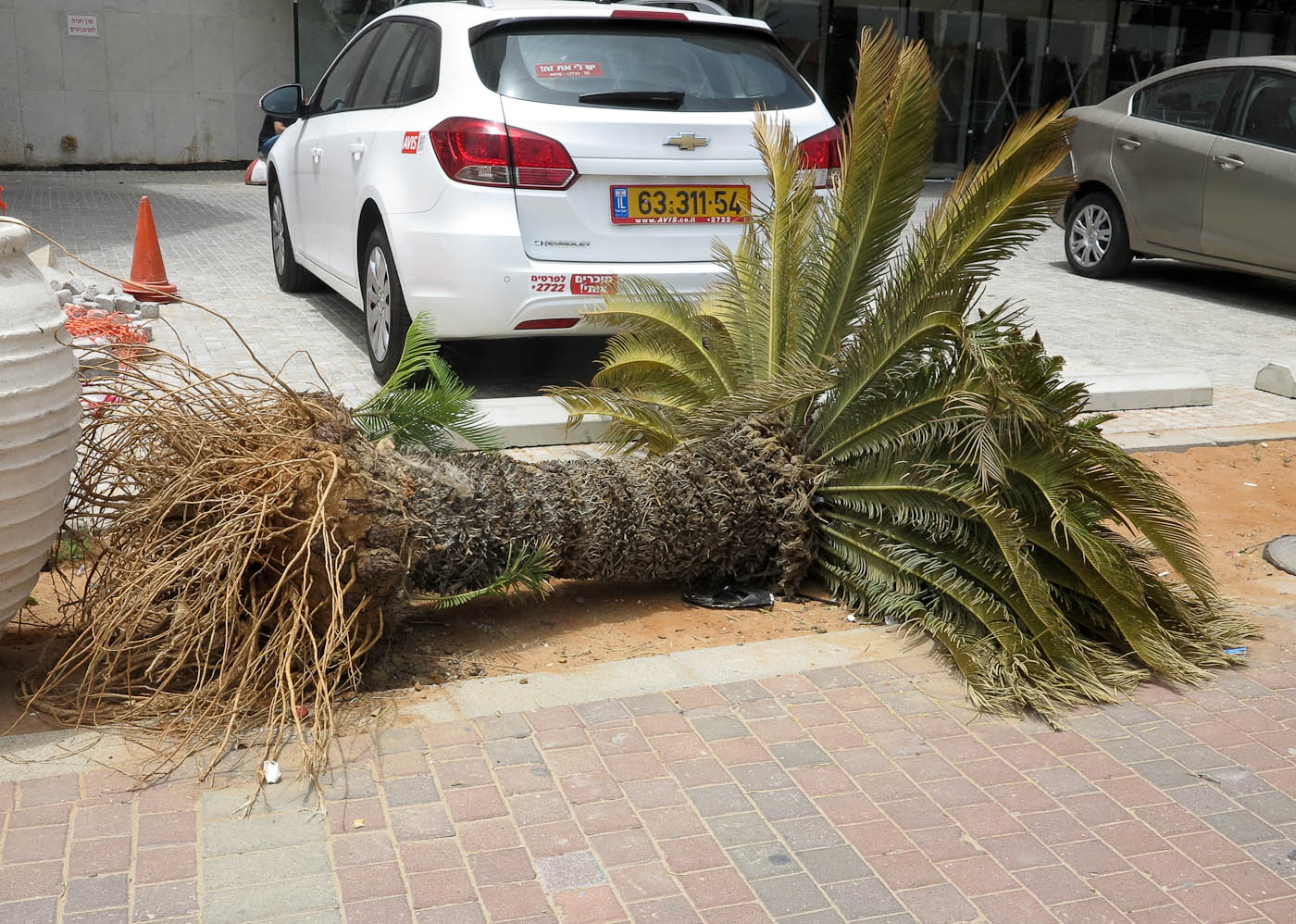 Image of Cycas revoluta specimen.