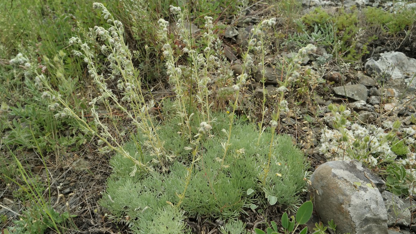 Изображение особи Artemisia caucasica.