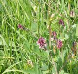 Lathyrus pisiformis