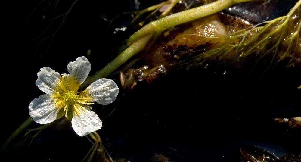 Image of Ranunculus kauffmannii specimen.