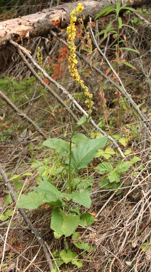 Изображение особи Verbascum nigrum.