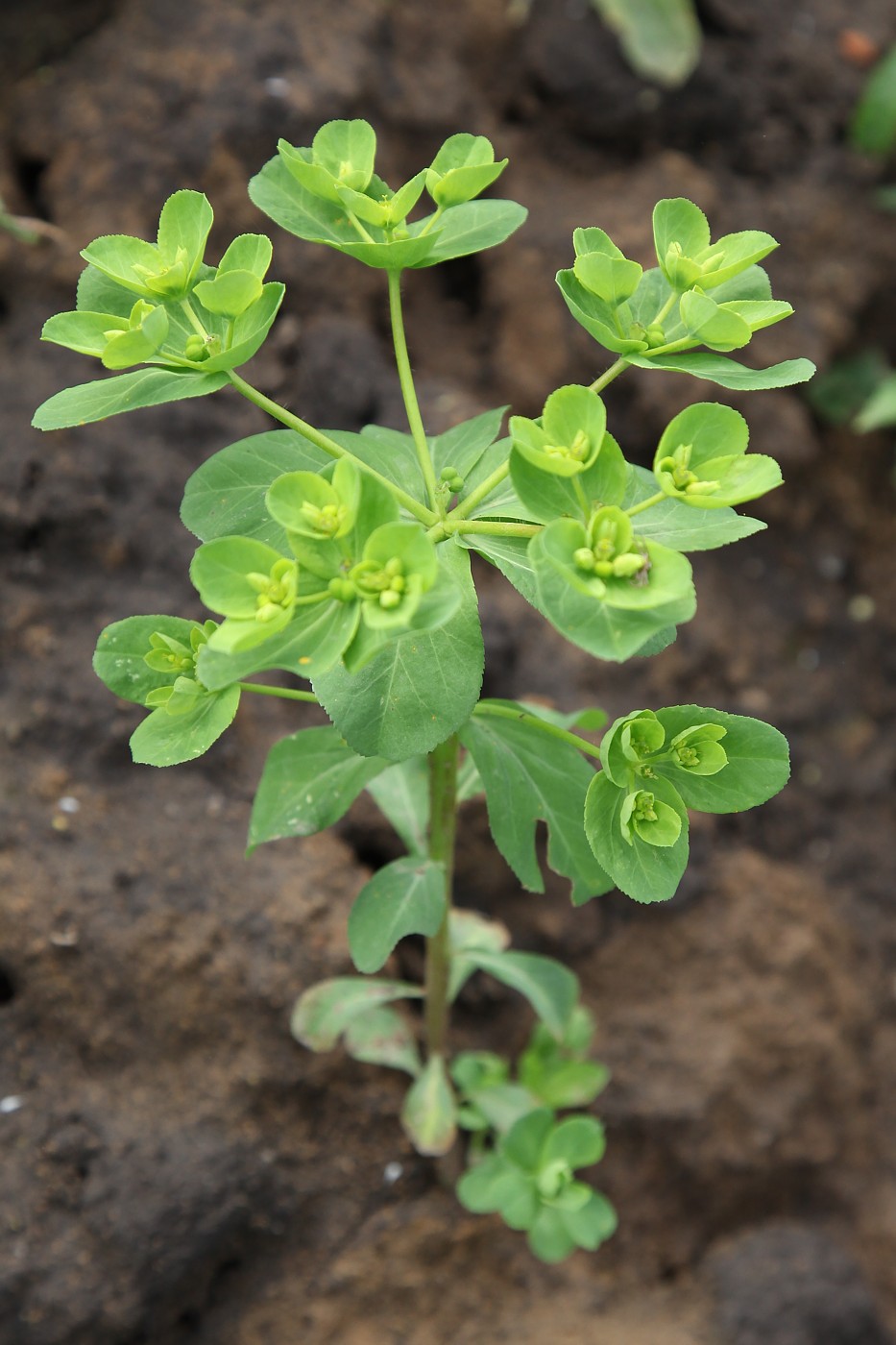 Изображение особи Euphorbia helioscopia.