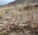 Orostachys thyrsiflora