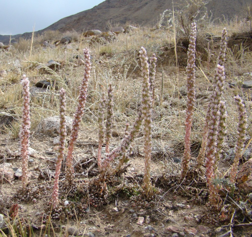 Image of Orostachys thyrsiflora specimen.