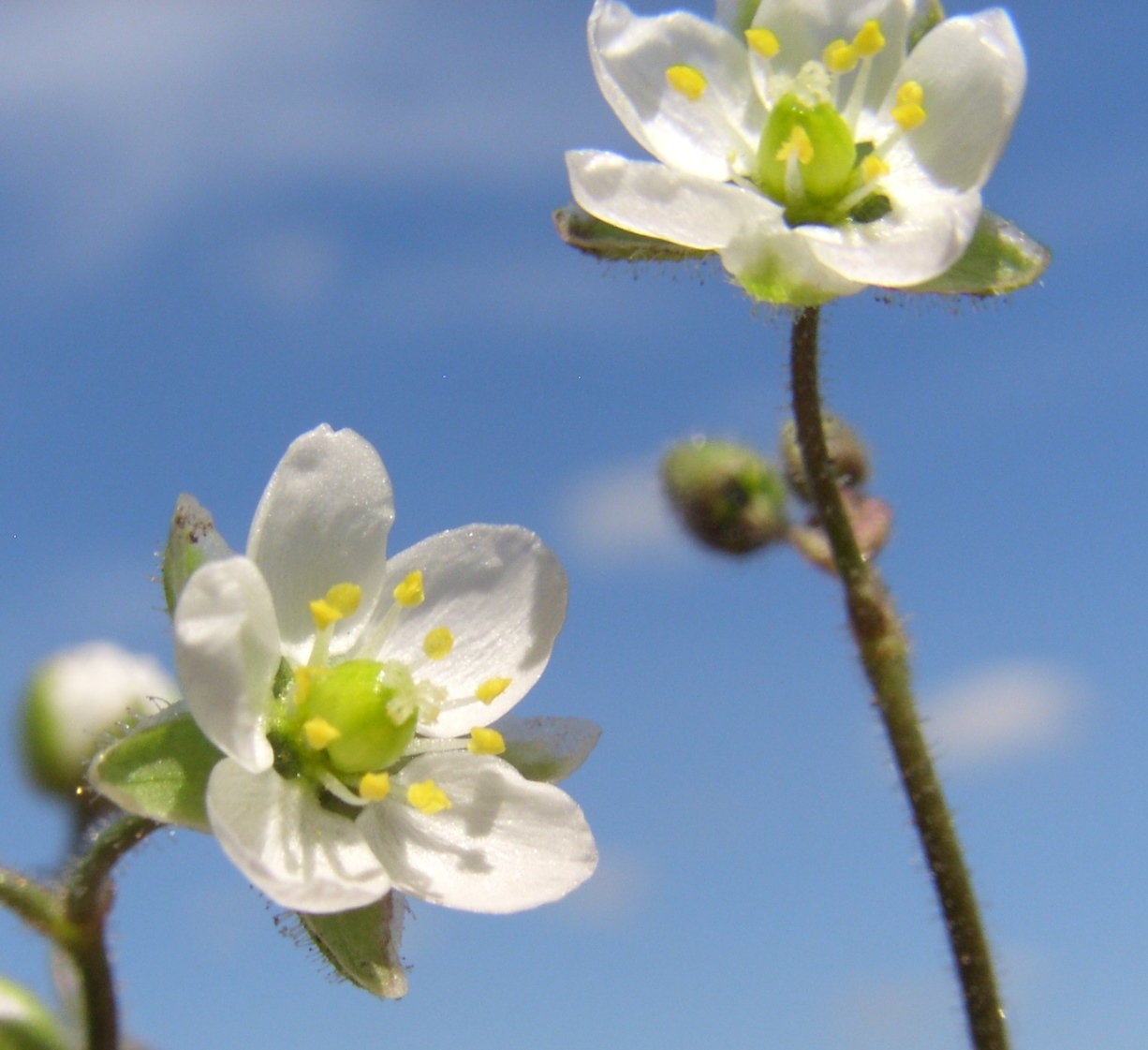 Image of Spergula arvensis specimen.