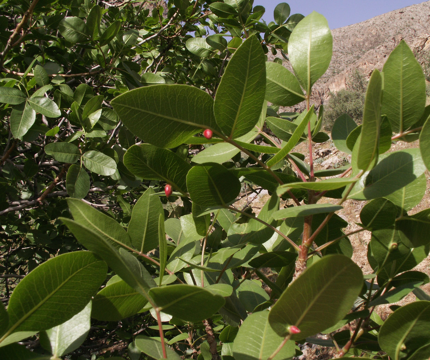 Image of Pistacia vera specimen.