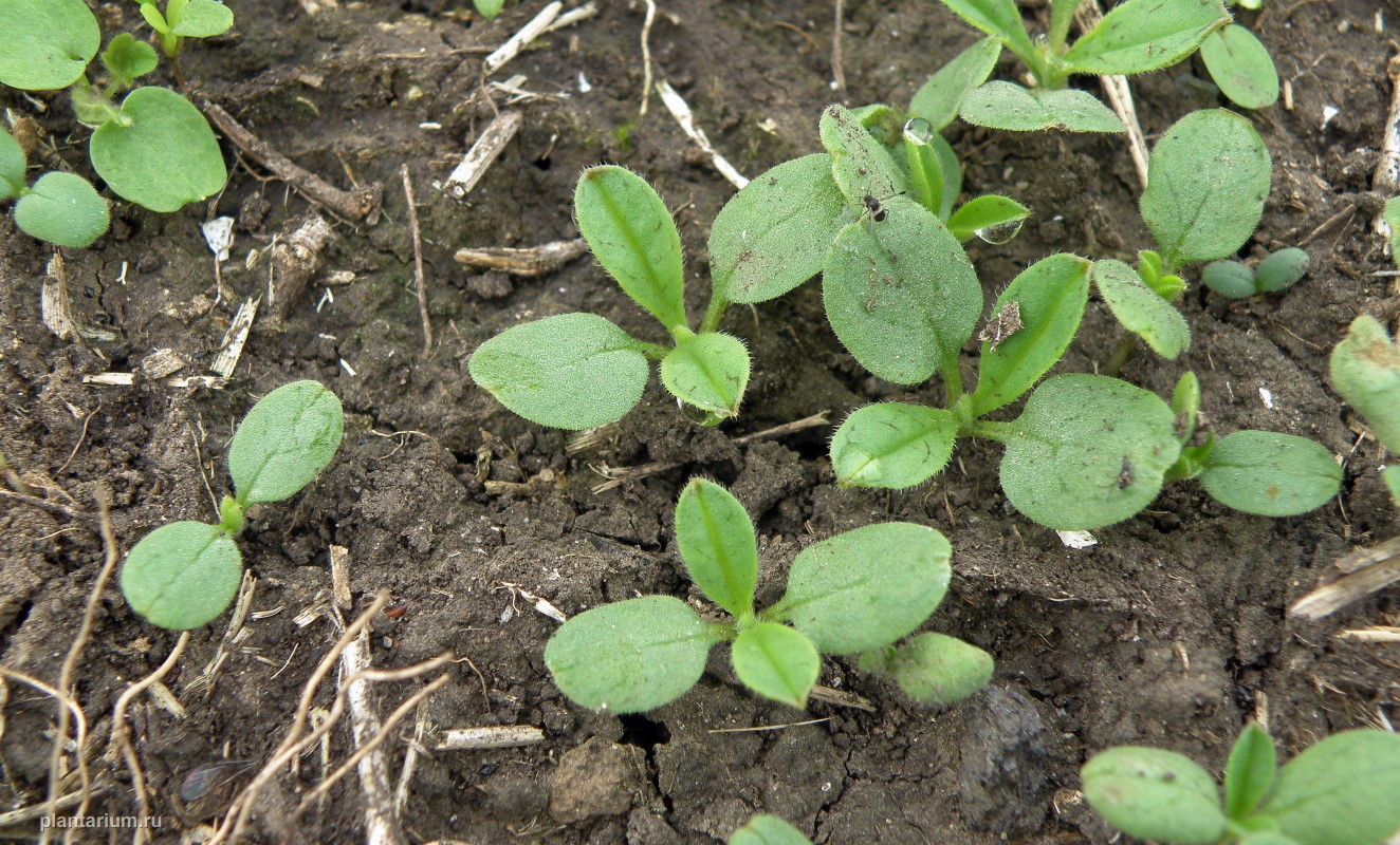 Изображение особи Buglossoides arvensis.