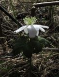 Anemone altaica