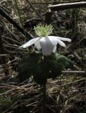 Anemone altaica. Верхняя часть цветущего растения (раса с укороченной цветоножкой). Красноярский край, Ермаковский р-н, окр. пос. Танзыбей, урочище Второе Кольцо, берег р. Малый Кебеж, пойменная черневая тайга. 17.04.2016.