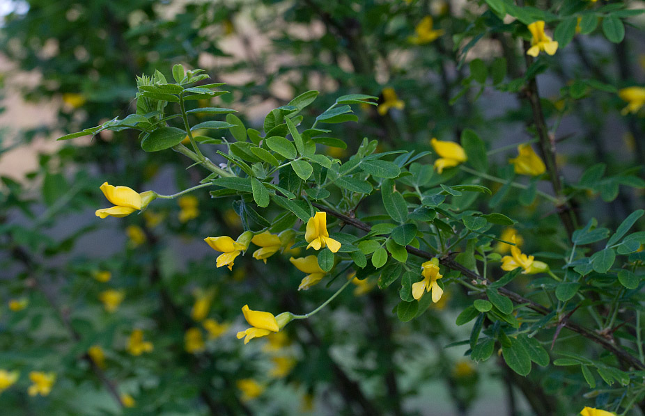 Image of genus Caragana specimen.