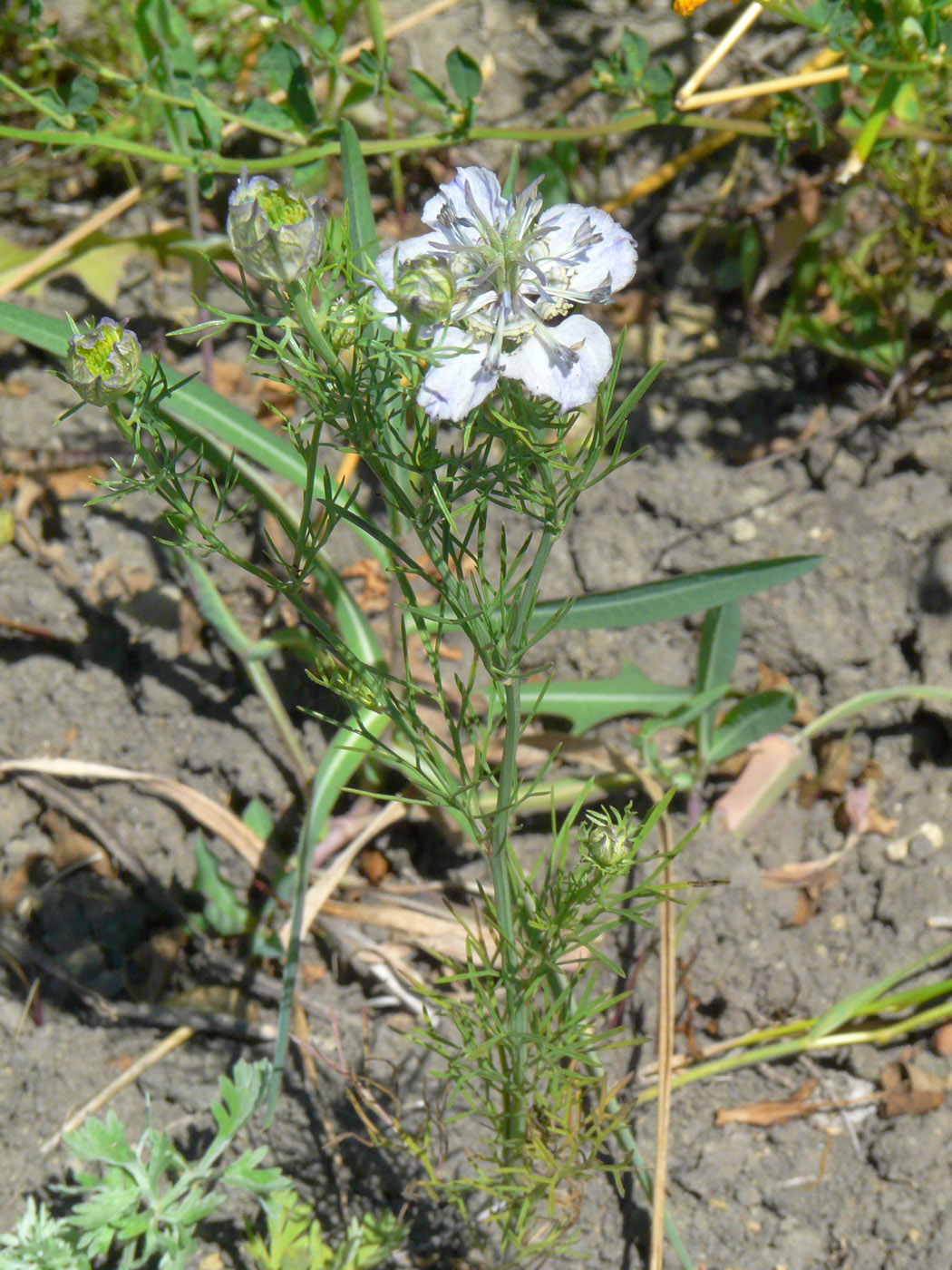 Image of Nigella arvensis specimen.