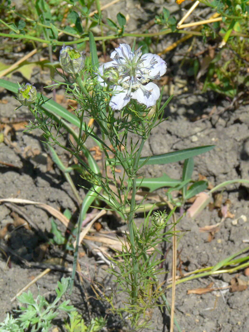 Изображение особи Nigella arvensis.