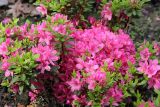 genus Rhododendron