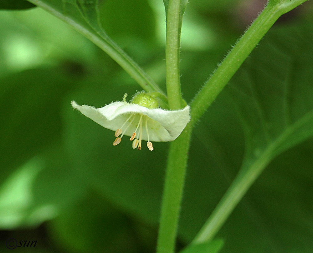 Image of Alkekengi officinarum specimen.