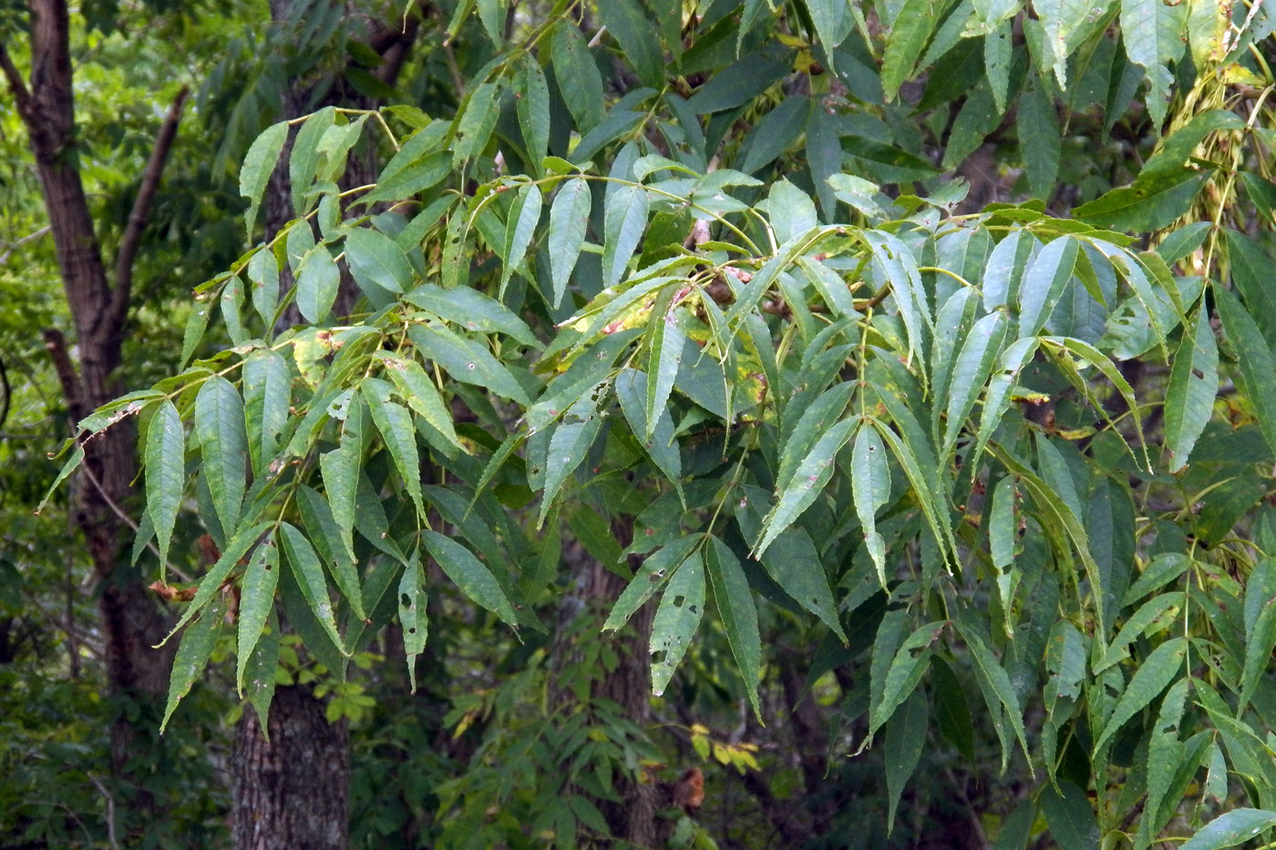 Изображение особи Fraxinus mandshurica.