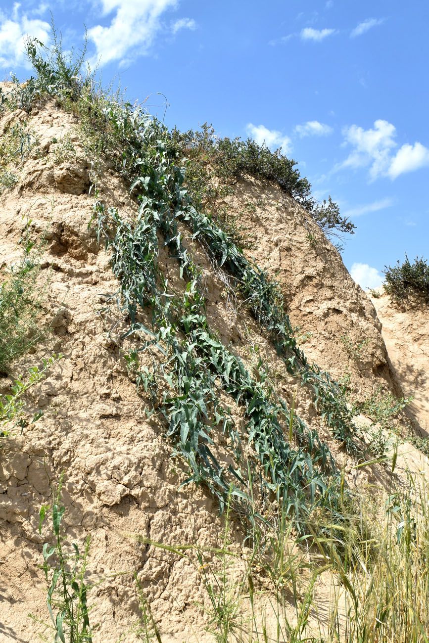 Image of Cynanchum sibiricum specimen.