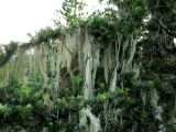 Usnea longissima