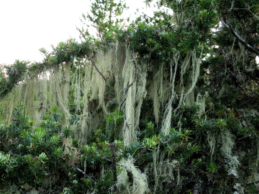 Image of Usnea longissima specimen.