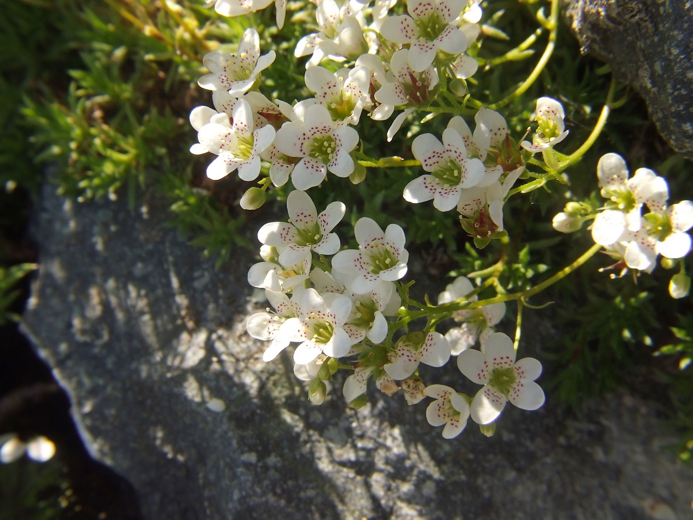 Изображение особи Saxifraga derbekii.