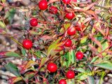 Nandina domestica
