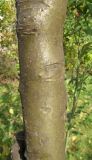 Laburnum anagyroides