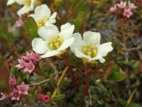 Diapensia obovata