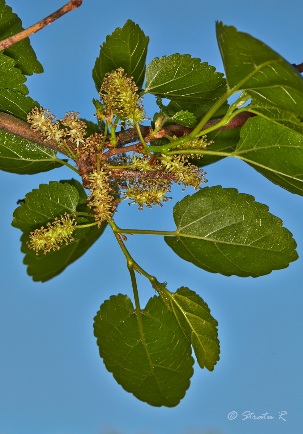 Image of Morus alba specimen.