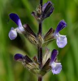 Salvia viridis