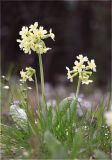 Primula pallasii