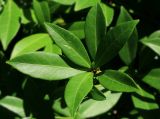 Skimmia repens